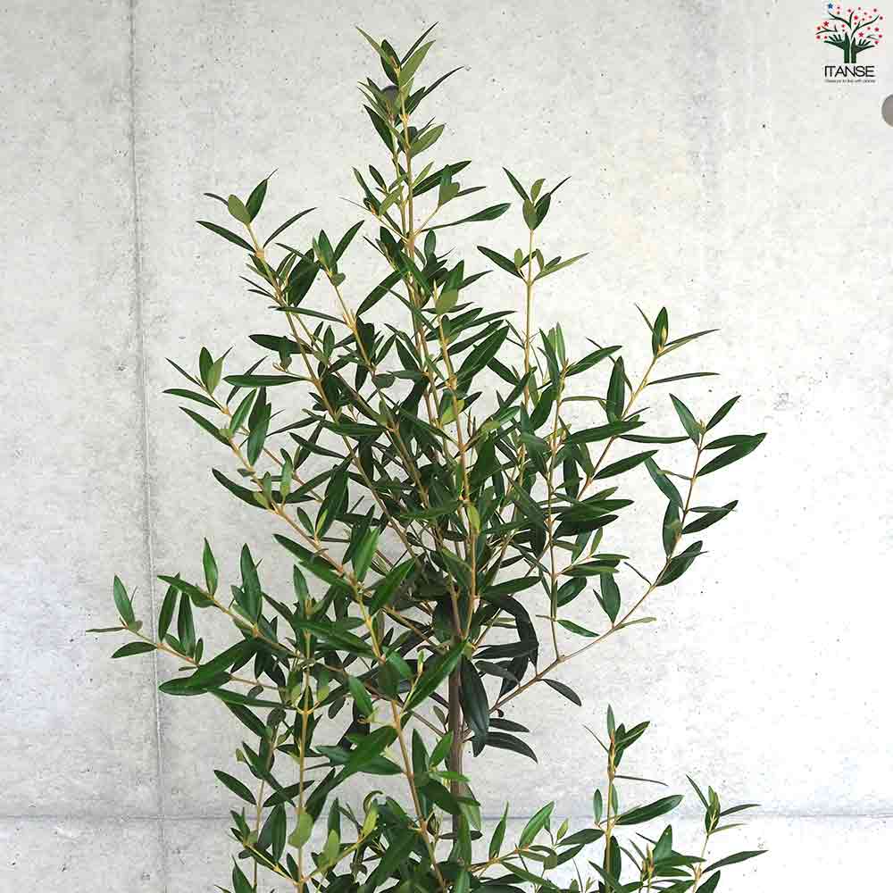 オリーブ ひなかぜ 【果樹の苗木 白テーパード鉢7号／1個売り】