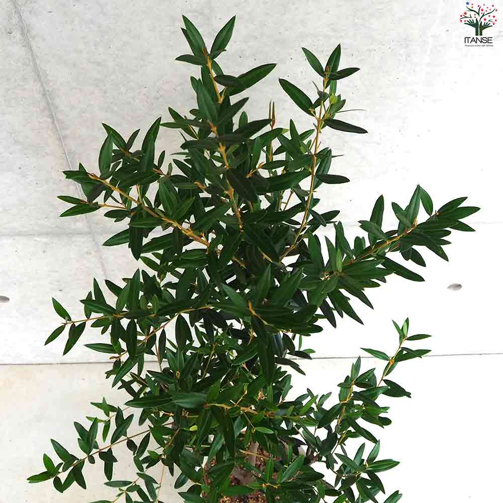 オリーブ（ひなかぜ） オリーブ・ひなかぜの育て方 | 観葉植物・お花の通販 AND PLANTS