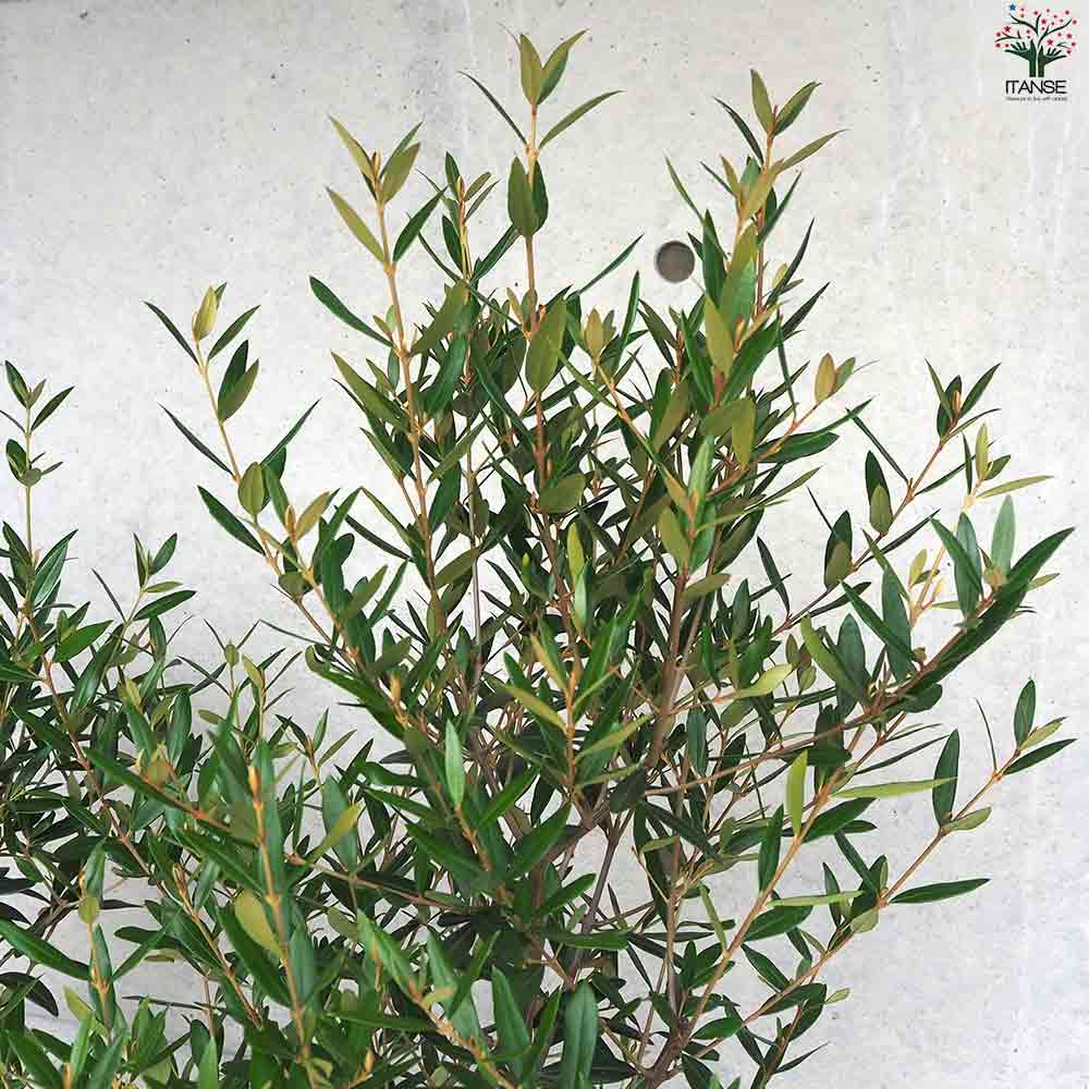 オリーブ ひなかぜ 【果樹の苗木 白テーパード鉢7号／1個売り】