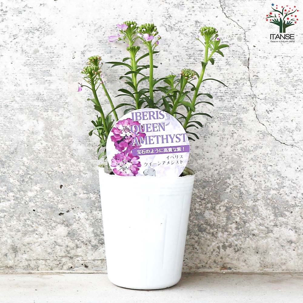 イベリス クイーンアメジスト【花苗 3号ロングポット】｜ 【植物の