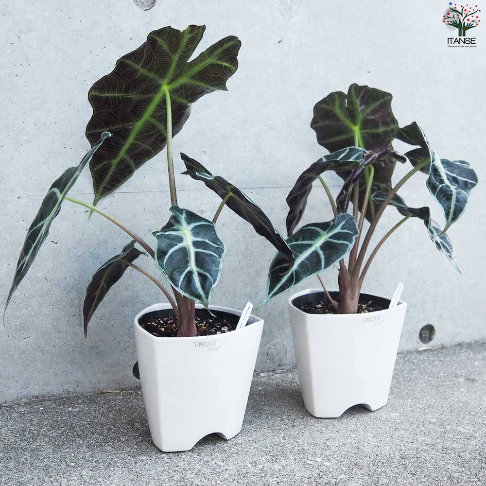 観葉植物 アロカシア 2種セット アロカシア アマゾニカ ポリー【観葉植物 4号白陶器鉢