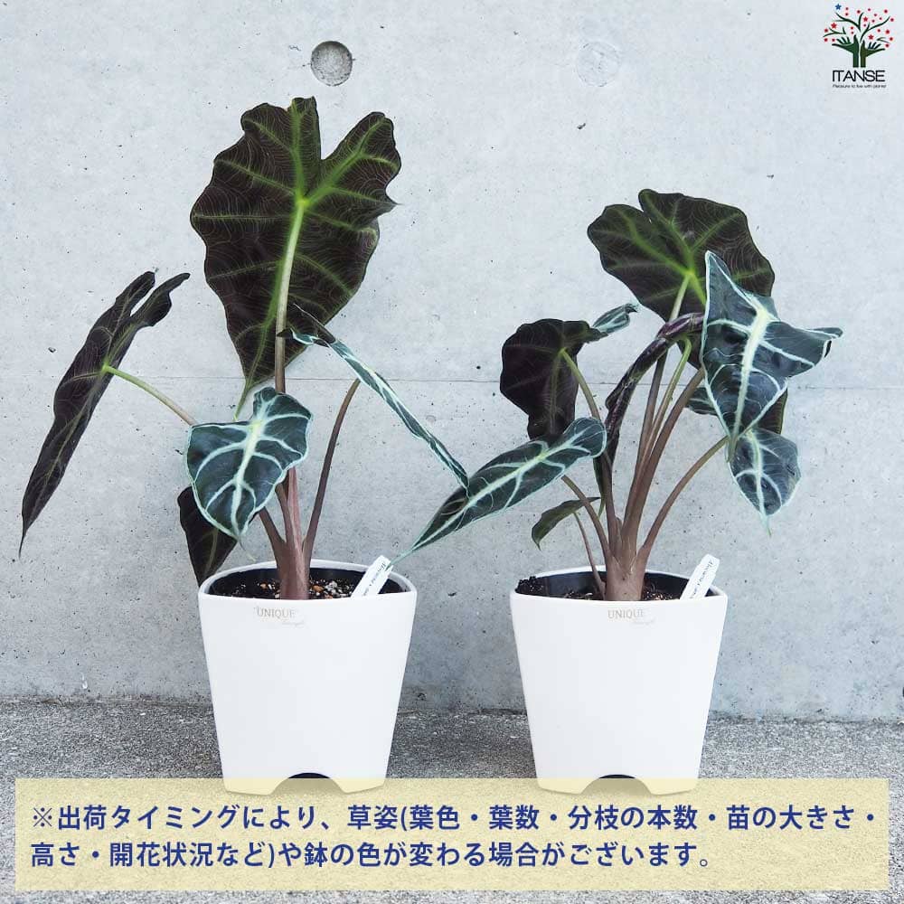 アロカシア アマゾニカ ポリー【観葉植物 4号白陶器鉢】｜ 【植物の