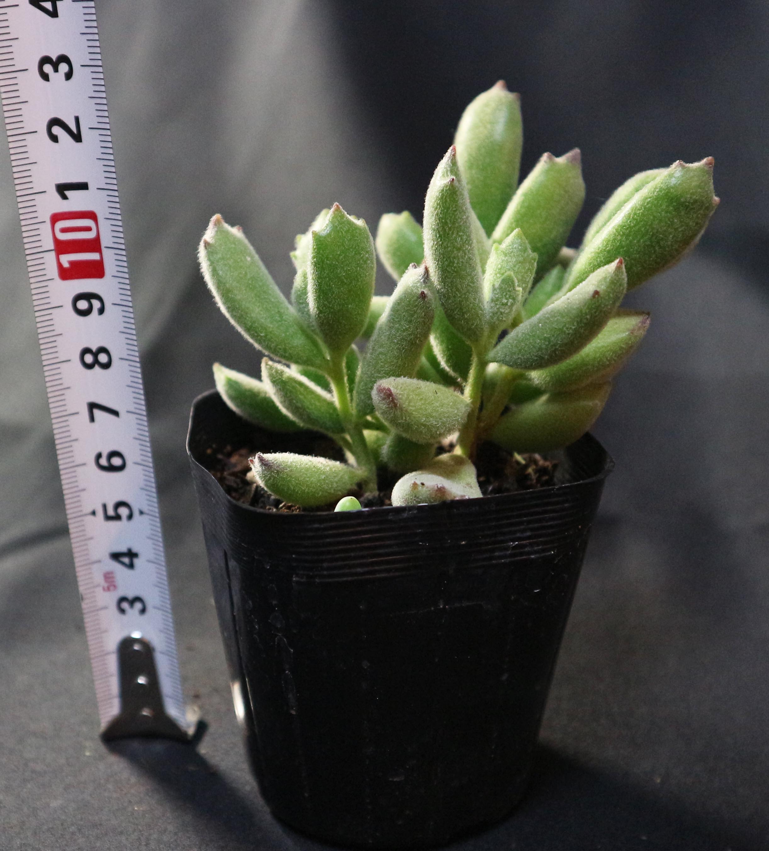 子猫の爪2寸ポット コチレドン 弁慶草科 多肉植物 根付苗 多肉激安 苗 可愛い多肉植物 お試し価格