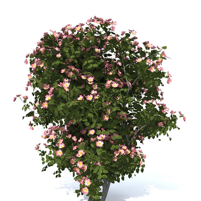 ローズヒップ センセーショナルファンタジー 実取り用品種 薔薇苗15cm