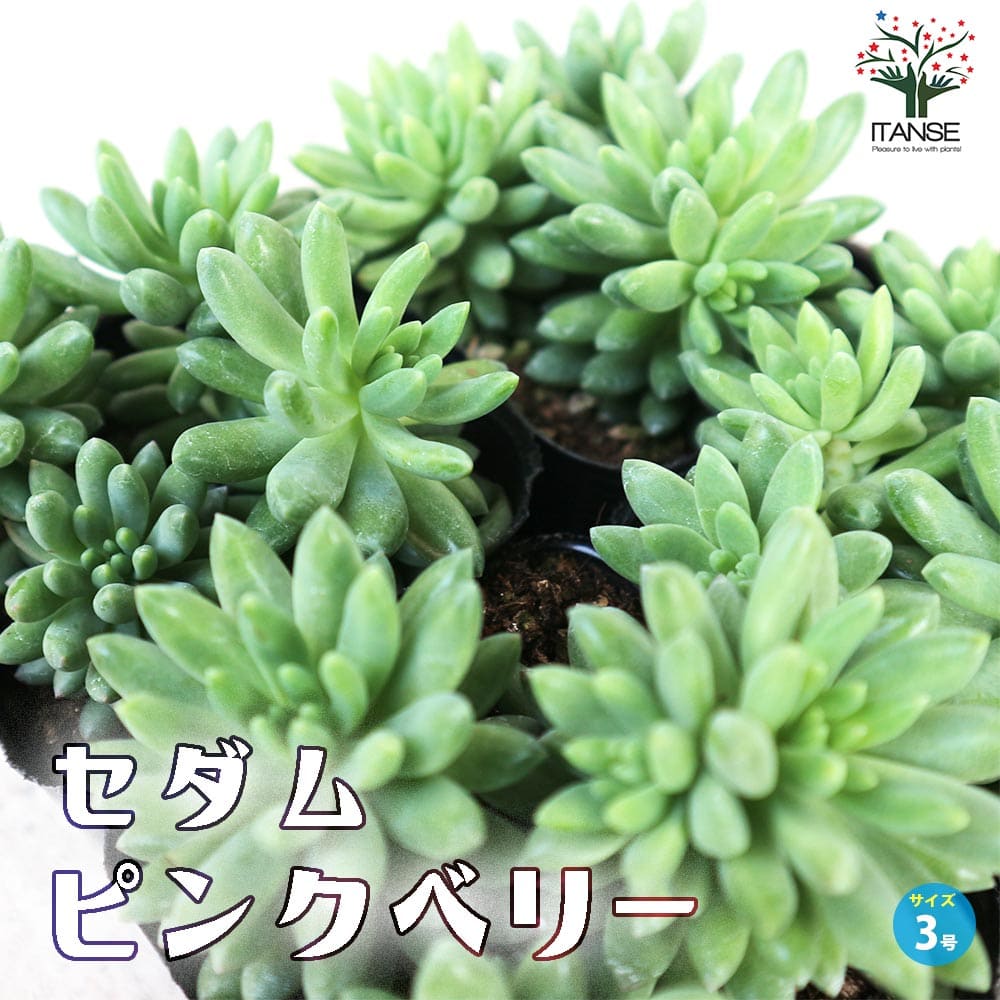 多肉植物セット（エケベリア・セダム）*3 ha-003-gr104-3.jpg