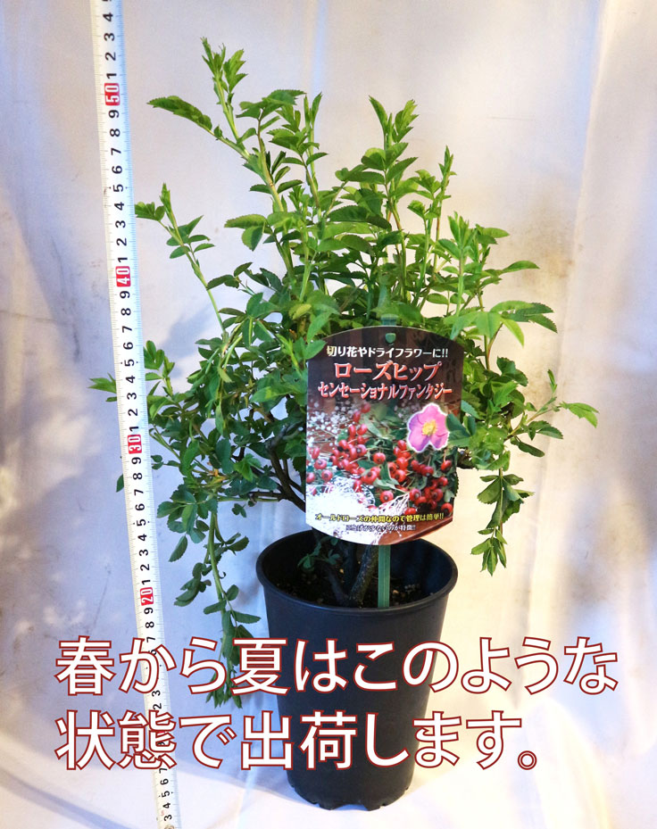 ローズヒップ センセーショナルファンタジー 実取り用品種 薔薇苗15cm