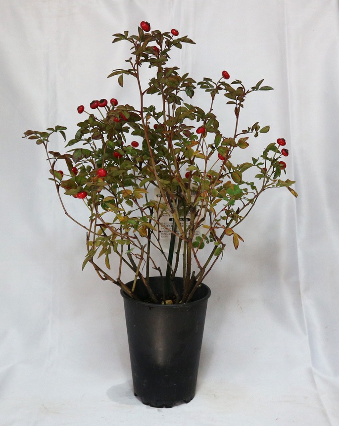 ローズヒップ センセーショナルファンタジー 実取り用品種 薔薇苗15cm