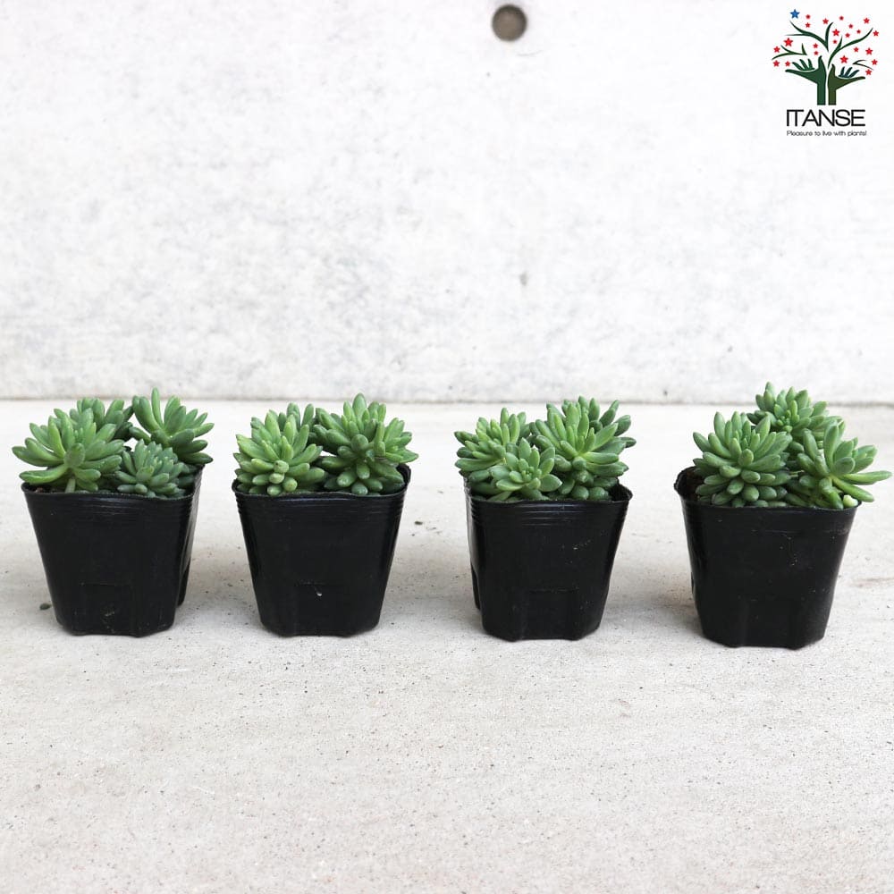 セダム ピンクベリー【多肉植物 3号ポット】｜ 【植物のITANSE