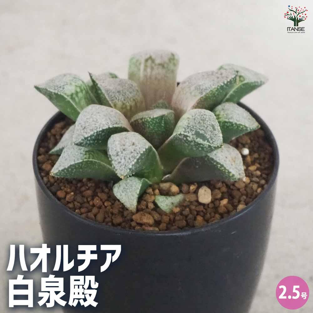 48d ハオルチア　多肉植物　白泉殿錦糊斑　自家繁殖 55J ハオルチア 多肉植物 アトロフスカミュータント錦糊斑 自家繁殖