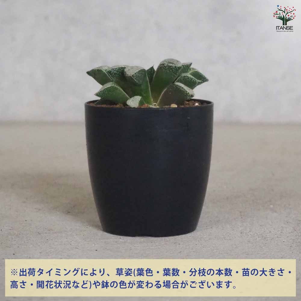ハオルチア(青) 白泉殿 【多肉植物 2.5号ポット／1個売り】｜ 【植物の