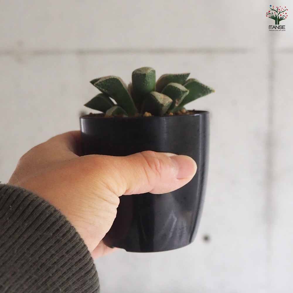 ハオルチア(青) 白泉殿 【多肉植物 2.5号ポット／1個売り】｜ 【植物の