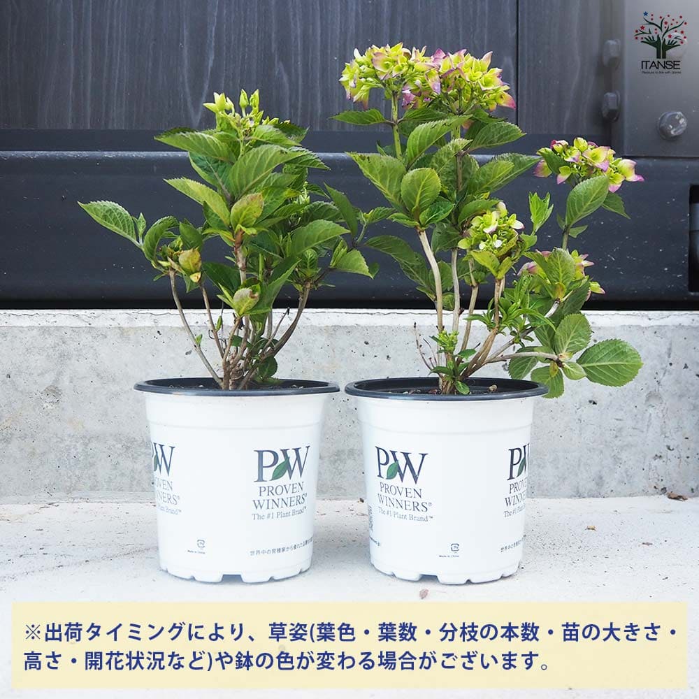 【正規品】PWサマーメドレーアリーバ(タグあり)あじさい苗5号鉢メルカリ便 正規品】PWサマーメドレーアリーバ(タグあり)あじさい苗5号鉢メルカリ