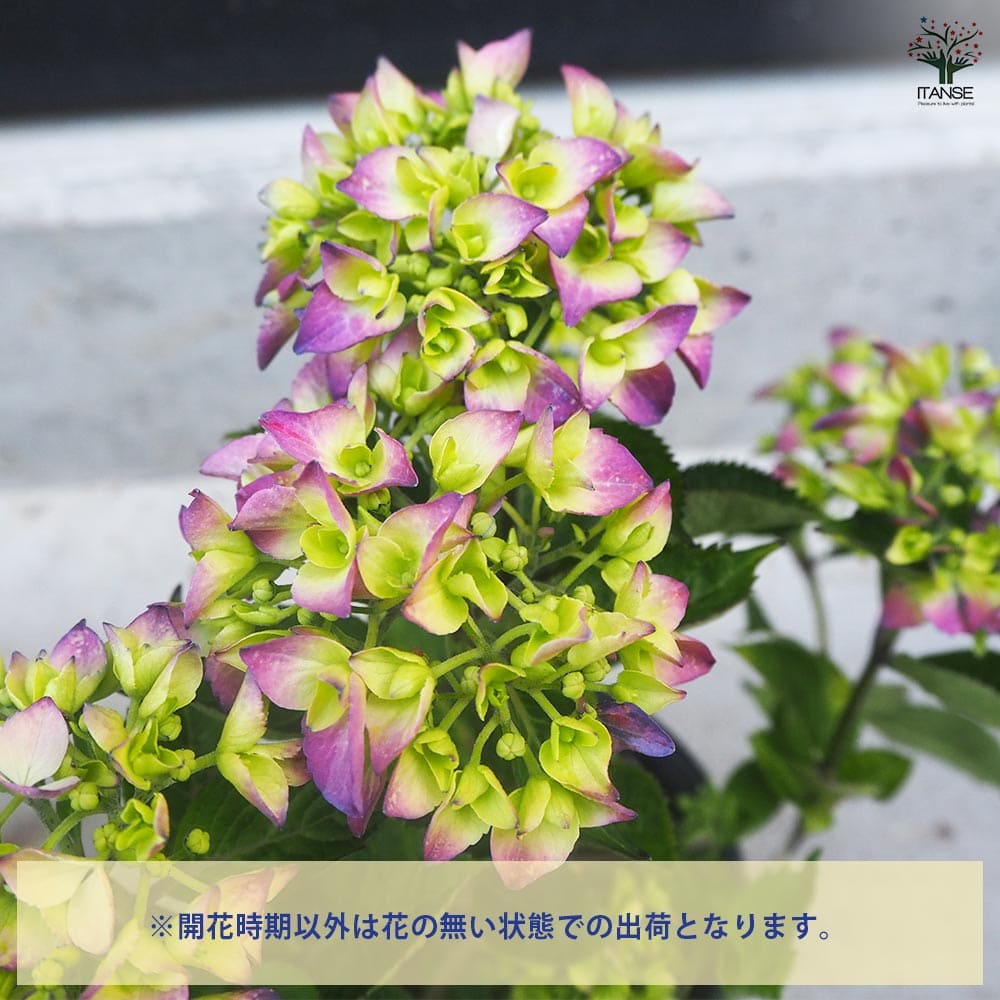 【正規品】PWサマーメドレーアリーバ(タグあり)あじさい苗5号鉢メルカリ便 正規品】PWサマーメドレーアリーバ(タグあり)あじさい苗5号鉢