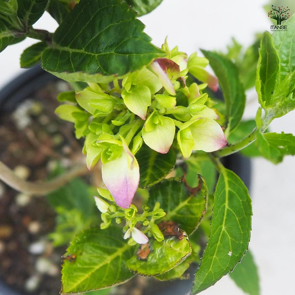 アジサイ サマーメドレー アリーバ 【花木苗 5号ポット／1個売り