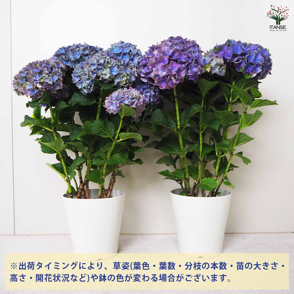 紫陽花　くるくる　ご購入前にコメントください‼️ 紫陽花 くるくる ご購入前にコメントください‼️ Yahoo!オークション