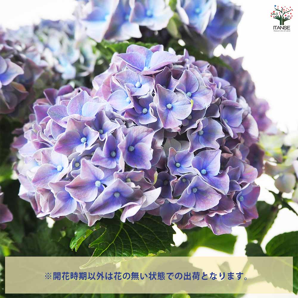 ほ*す様 【特選】　アジサイ　8寸 マジカルクリムゾン　紫陽花 ほ*す様 【特選】 アジサイ 8寸 マジカルクリムゾン 紫陽花