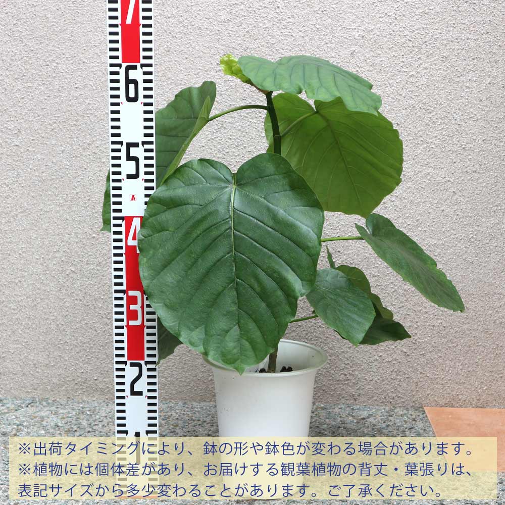 Itanse良品ｾﾚｸﾄ通販
