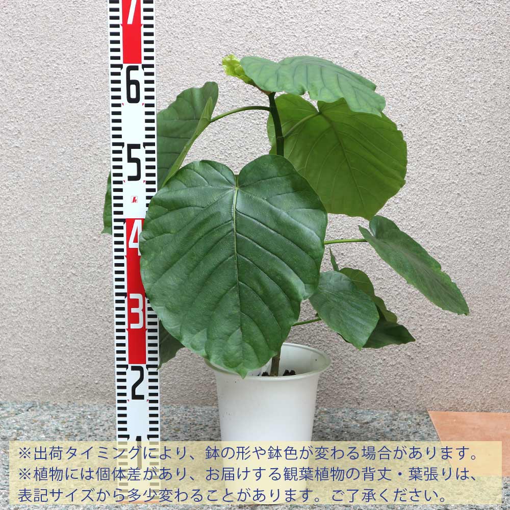 フィカス ウンベラータ ゴムの木の仲間【小型 観葉植物 6号鉢／1個】