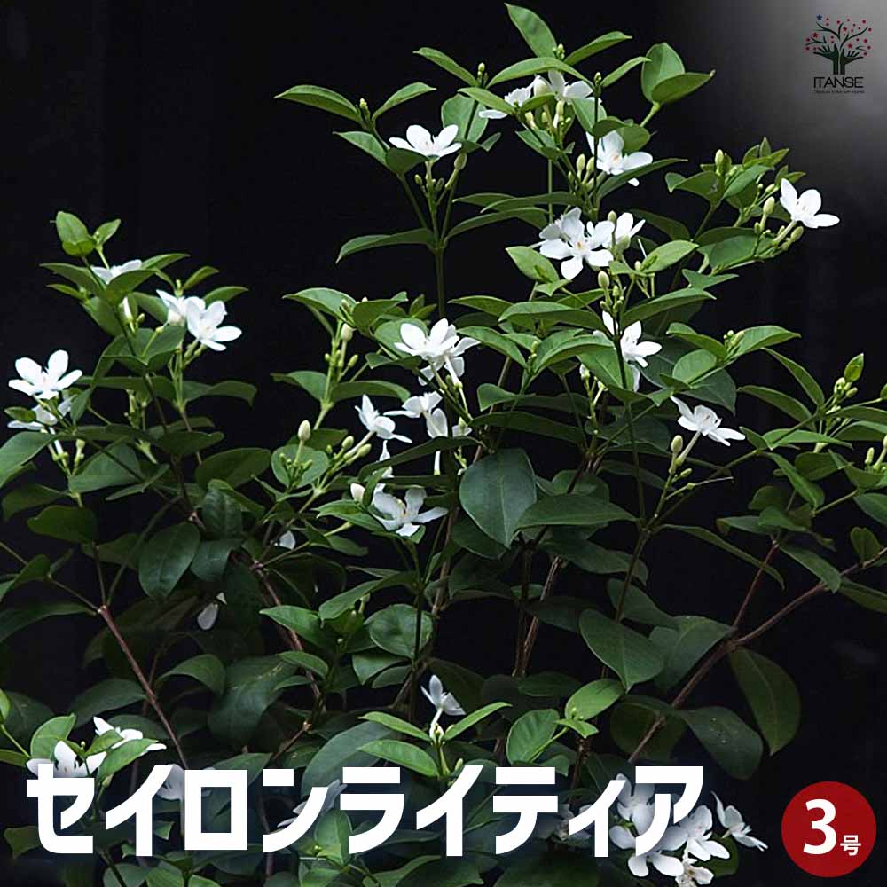 セイロンライティア