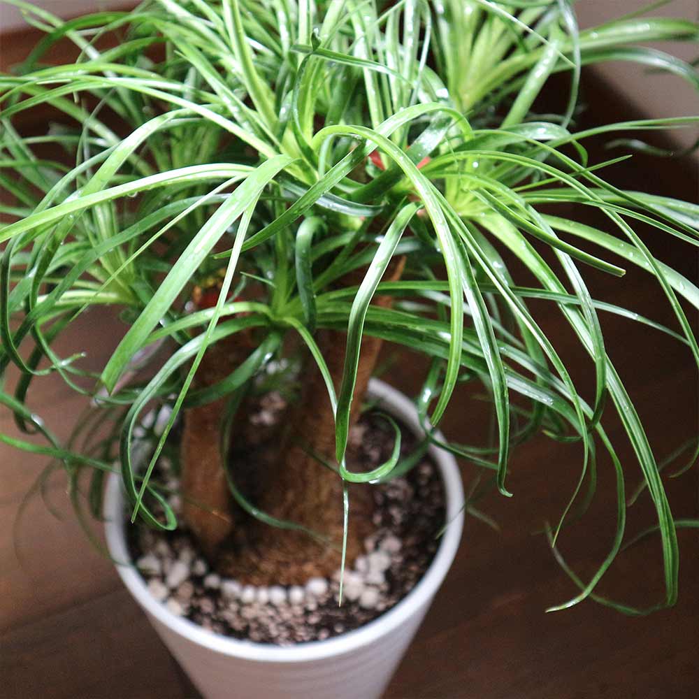 ポニーテール ブランチ【小型 観葉植物 6号鉢／1個】｜ 【植物の