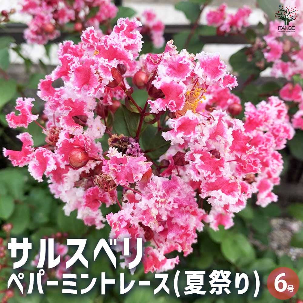 サルスベリ ペパーミントレース(夏祭り) 【花木苗 6号鉢／1個