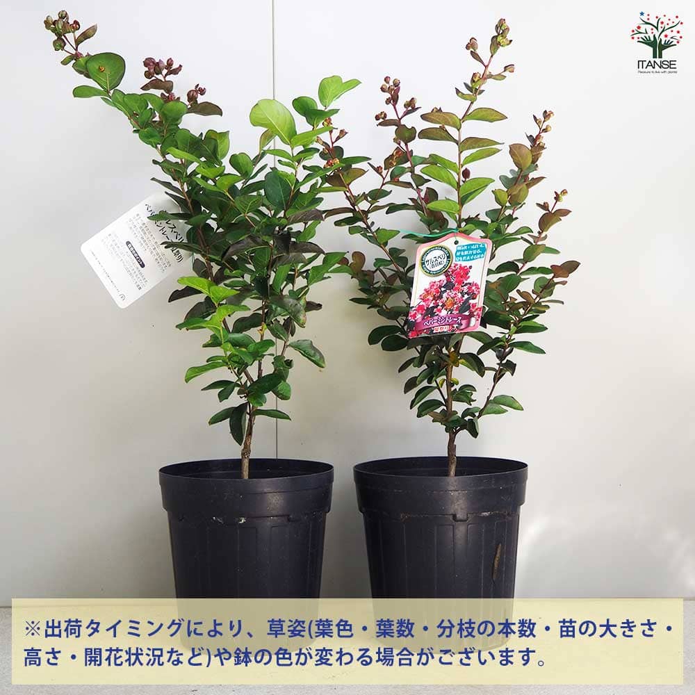 百日紅 サルスベリ パパーミントレース 苗木 夏祭り サルスベリ（百日紅）：ペパーミントレース(夏祭り）6号ポット