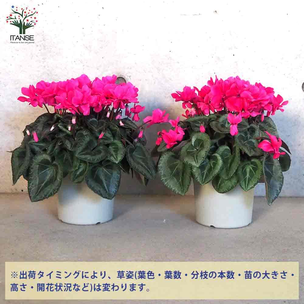 シクラメン　フェアリーピコ　３寸ポット苗 専用です。 シクラメン フェアリーピコ 3寸ポット苗 専用です。 シクラメン