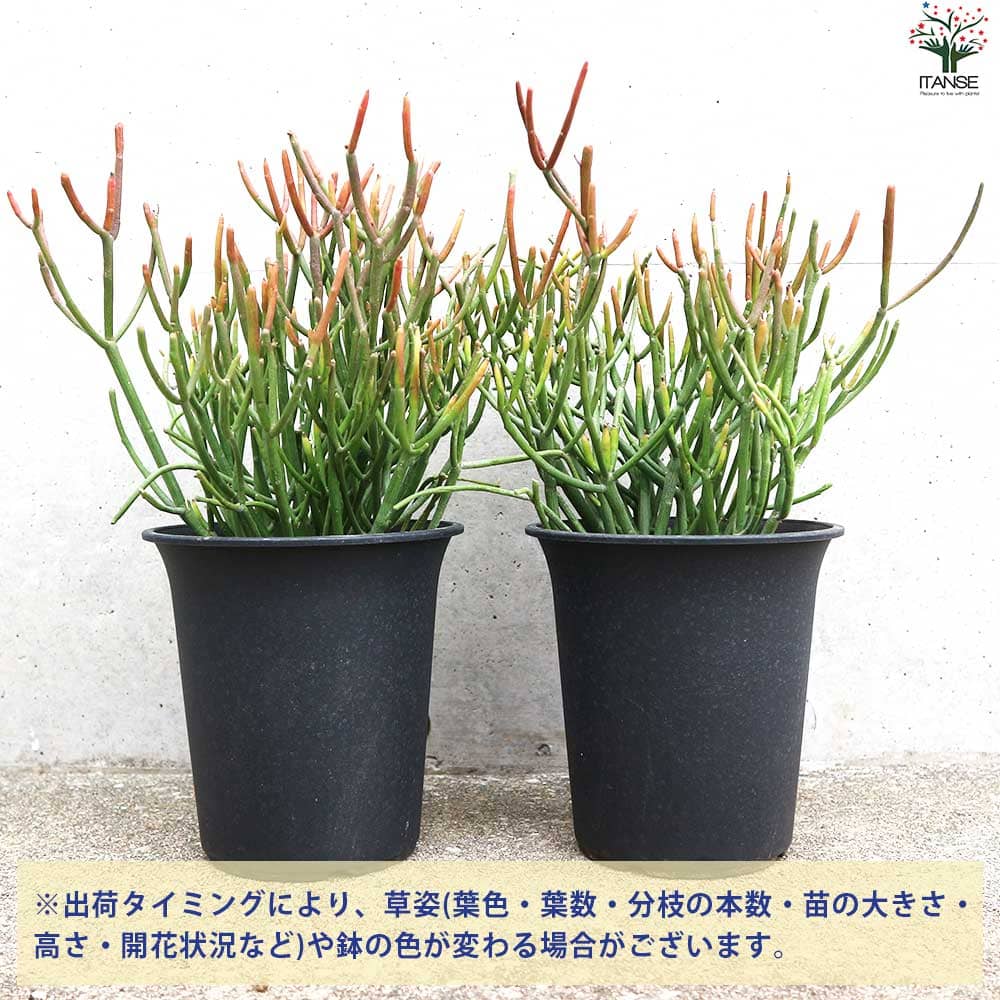 ユーフォルビア ミルクブッシュ スティックオンファイヤー 【観葉植物 