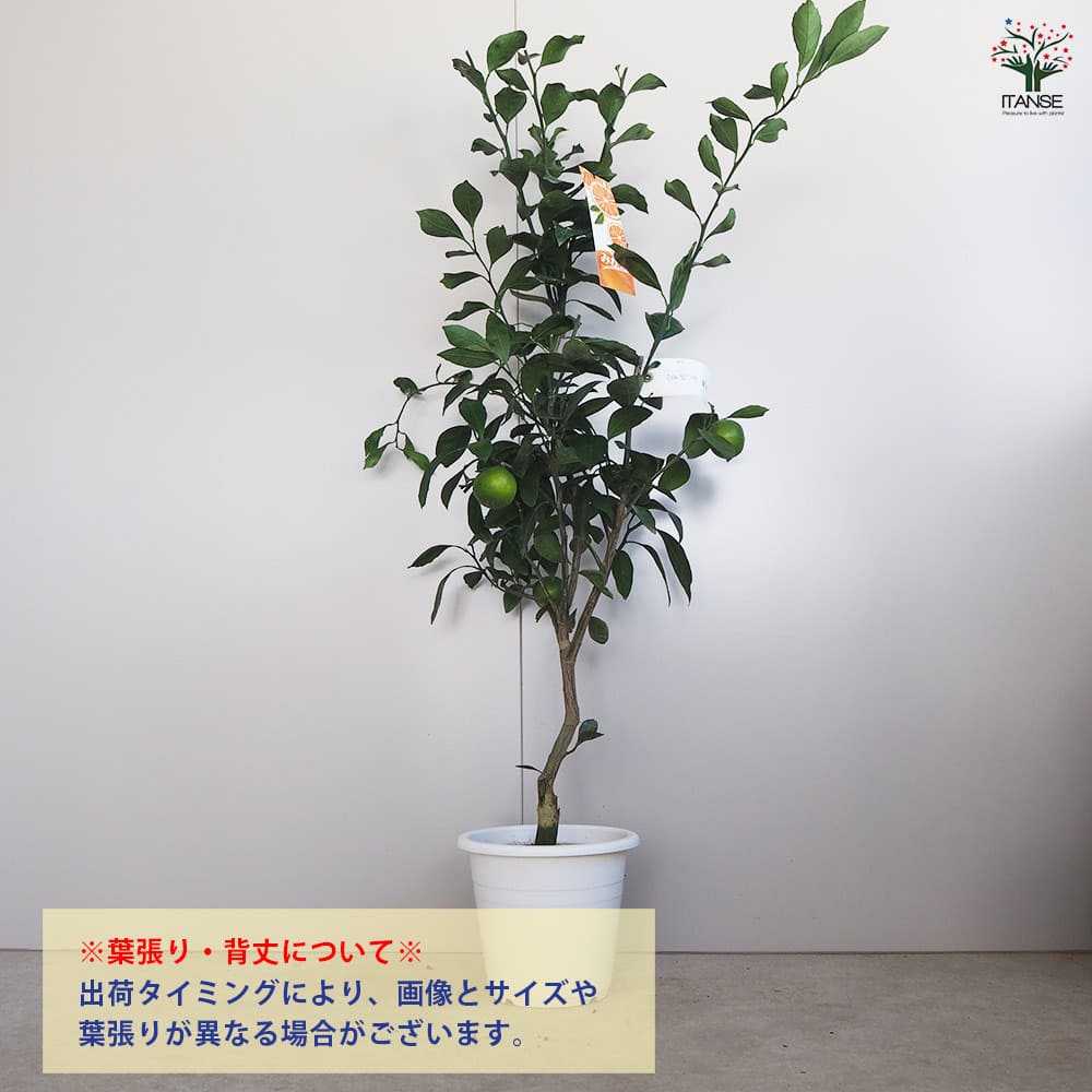 みかん 苗木 宮川早生【ベランダで育成】鉢植え 接ぎ木苗 ポット