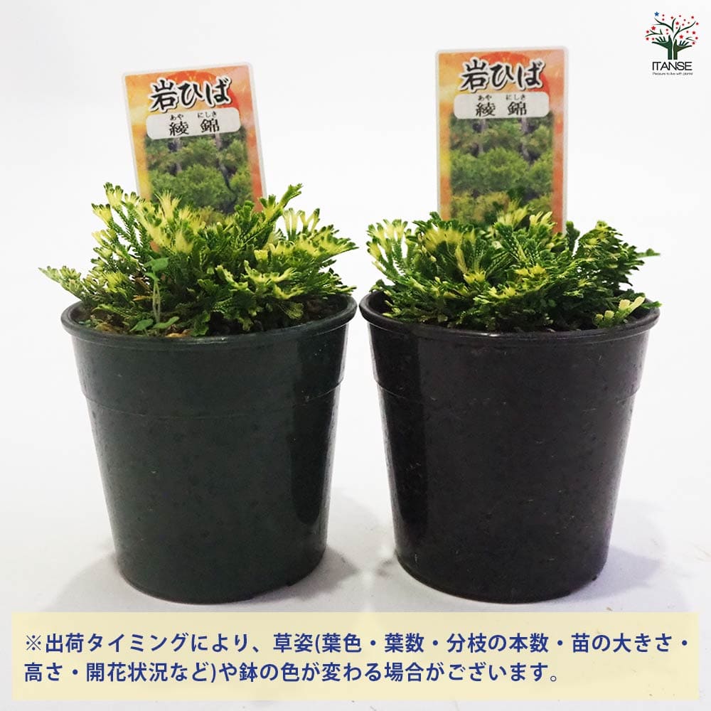 岩ヒバ 小さ目と鉢色々