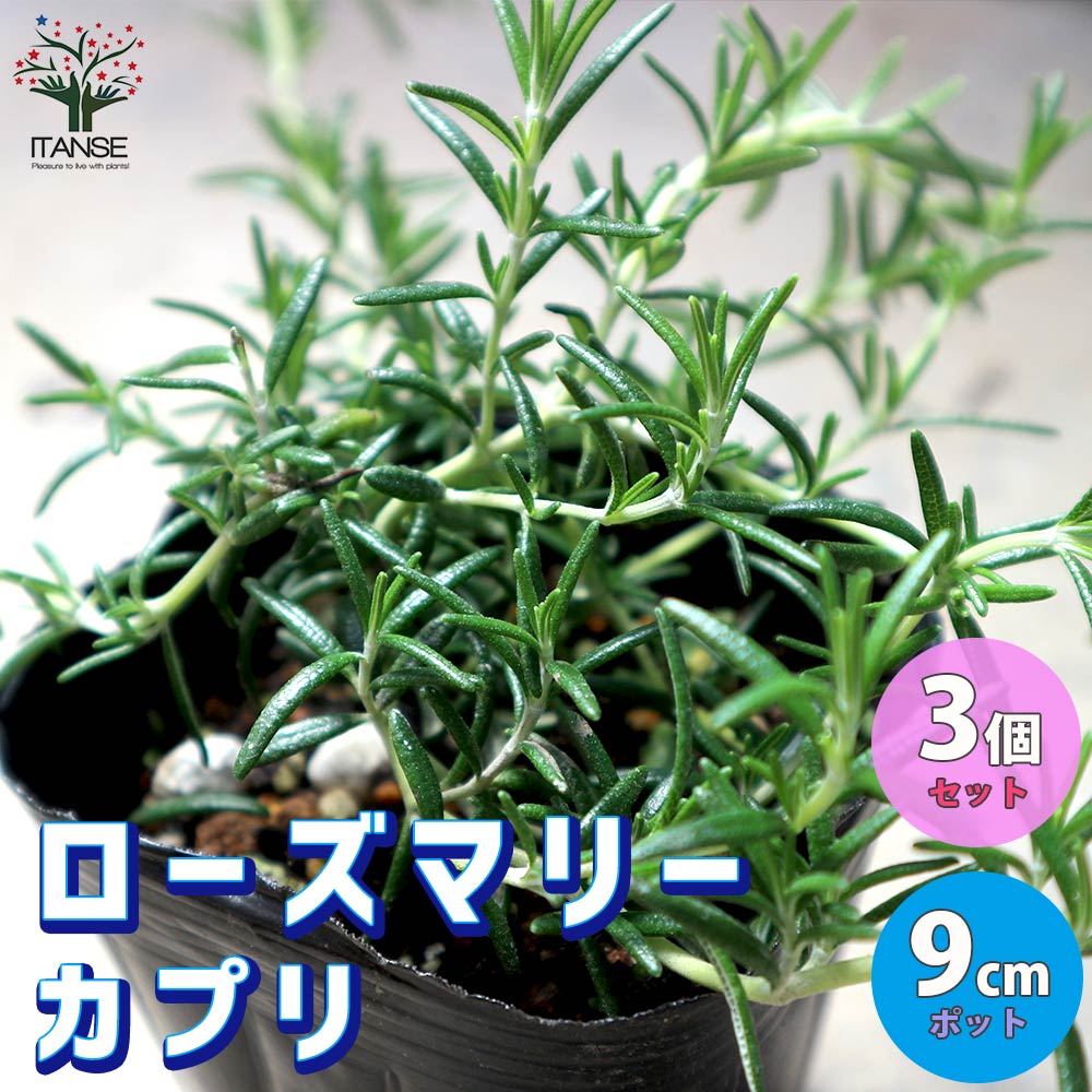 ローズマリー カプリ【ハーブ苗9cmポット】｜ 【植物のITANSE