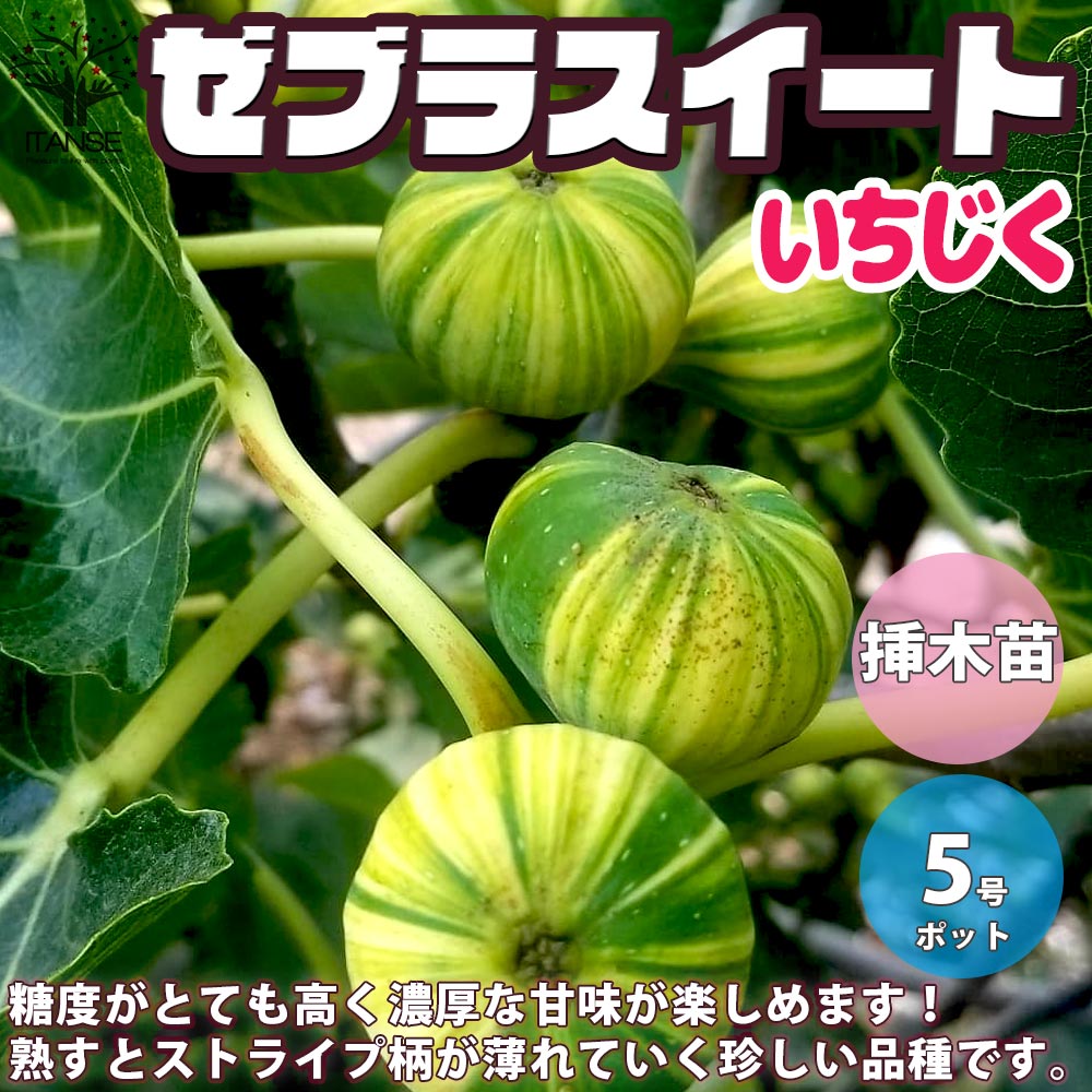 イチジクの苗木 ゼブラスイート 秋果専用【果樹の苗木 5号鉢／1個売り】