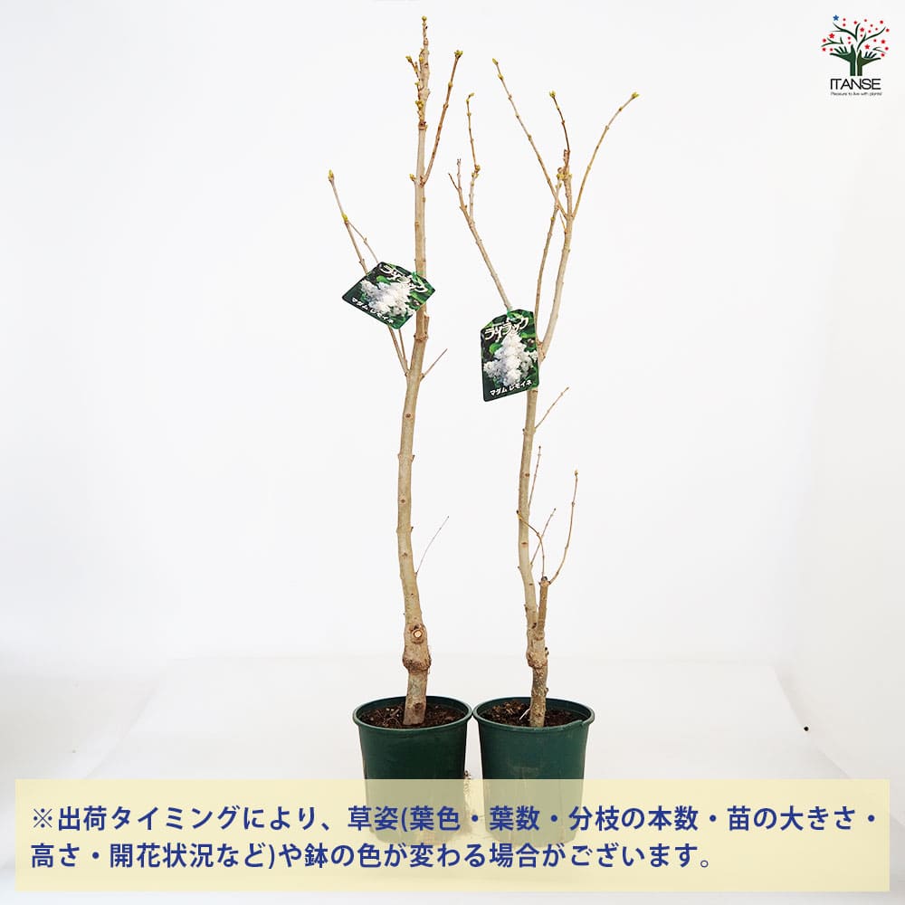 ライラック マダムレモイネ 【花木苗 6号／1個売り】｜ 【植物の