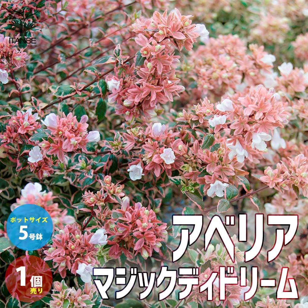 アベリア マジックデイドリーム