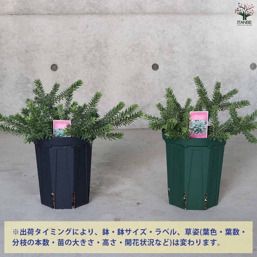 グレビレア・ラニゲラタンボリーサ 【庭木 5～6号鉢大苗 花木苗／1個