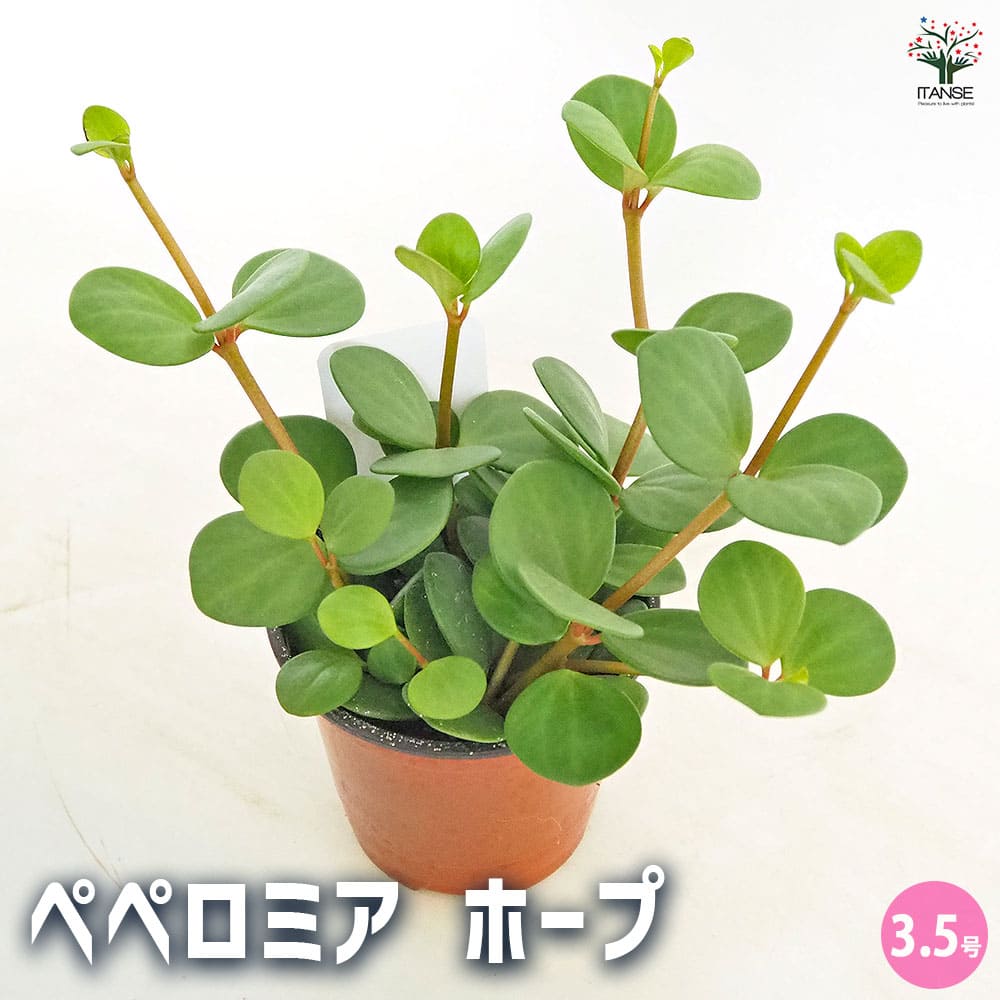 ペペロミア ホープ 【観葉植物 3.5号】｜ 【植物のITANSE