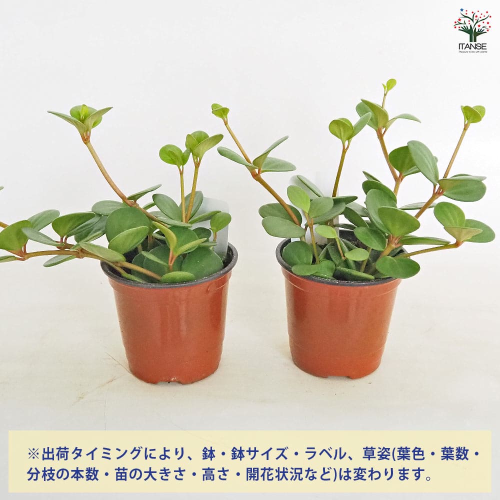 ペペロミア ホープ 【観葉植物 3.5号】｜ 【植物のITANSE】全品