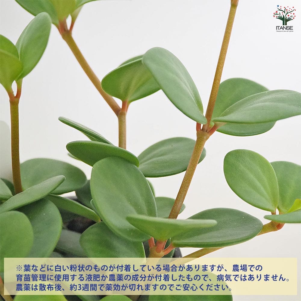 ペペロミア ホープ 【観葉植物 3.5号】｜ 【植物のITANSE】全品