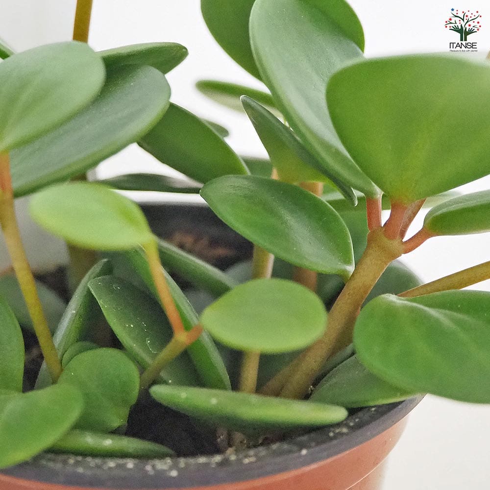 観葉植物 ぺぺロミア ホープ♡ ペペロミア・ホープ / Peperomia obtusifolia 'Hope' – LIFFT