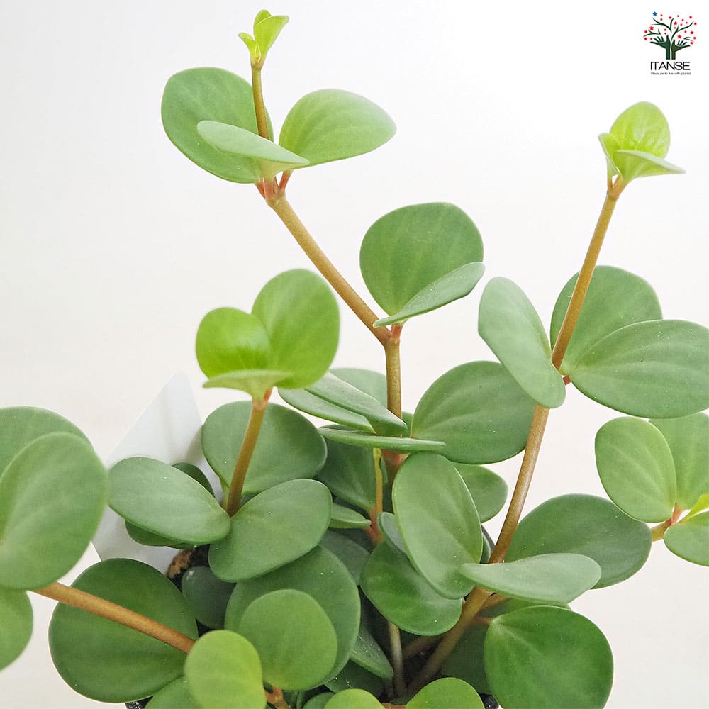 観葉植物 ぺぺロミア ホープ♡ 楽天市場】【送料無料】ペペロミア ホープ 【 観葉植物 3.5号 】 観葉