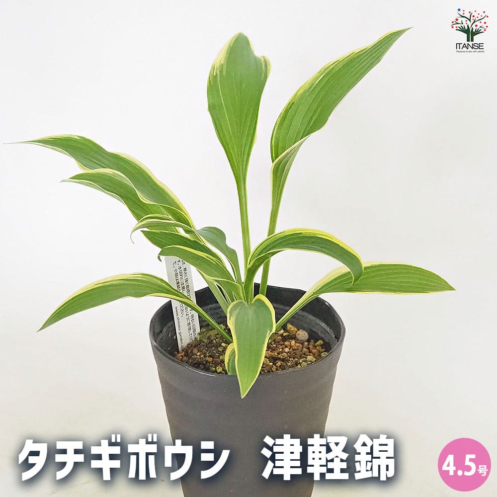 美葉錦 中型観葉植物 タチギボウシ 黄金のかんざし 津軽錦 【花木苗 4.5号】｜ 【植物の