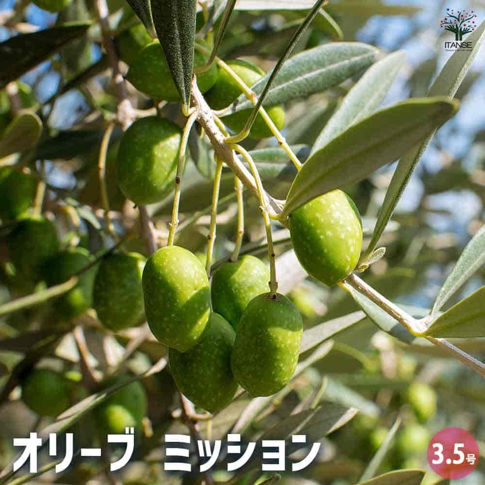 オリーブ ミッション 【果樹の苗 3.5号】｜ 【植物の