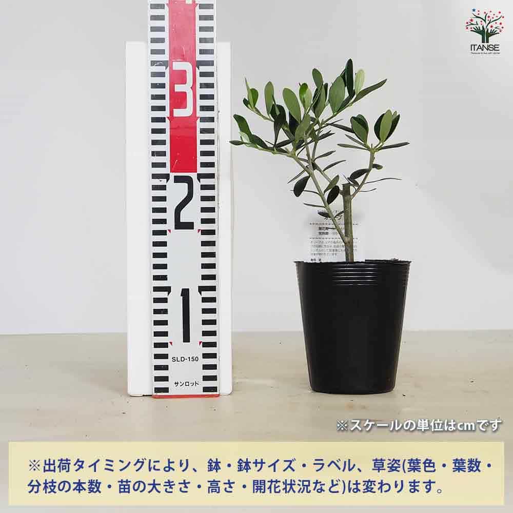オリーブ ミッション 【果樹の苗 3.5号】