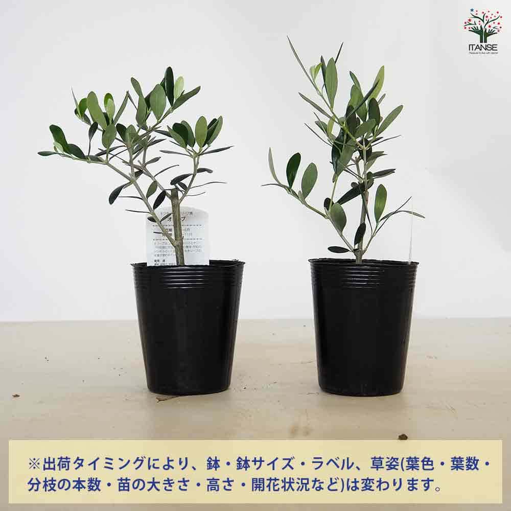 オリーブ (ミッション）　--olive　オリーヴ-- olive-mission-15_1.jpg?1735003517