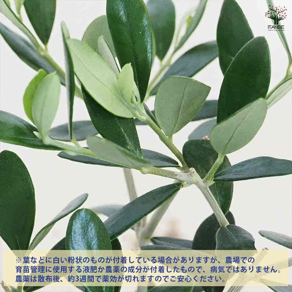 オリーブ ミッション 【果樹の苗 3.5号】｜ 【植物のITANSE