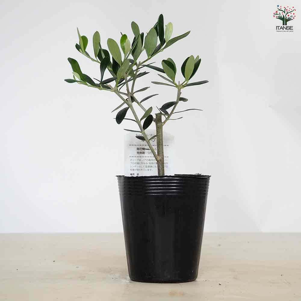 オリーブ ミッション 【果樹の苗 3.5号】