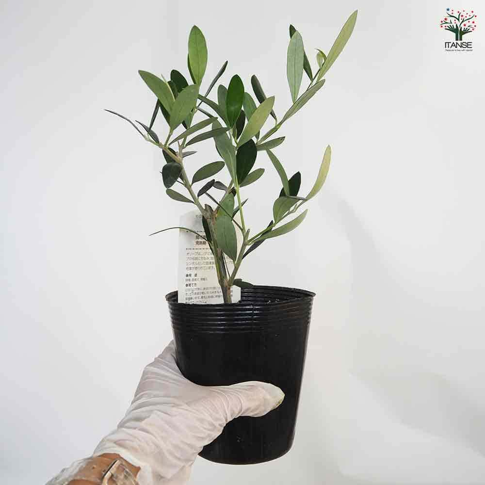 オリーブ (ミッション）　--olive　オリーヴ-- オリーブの木 ミッション 6号鉢苗 鉢底から90cm程度 直立型