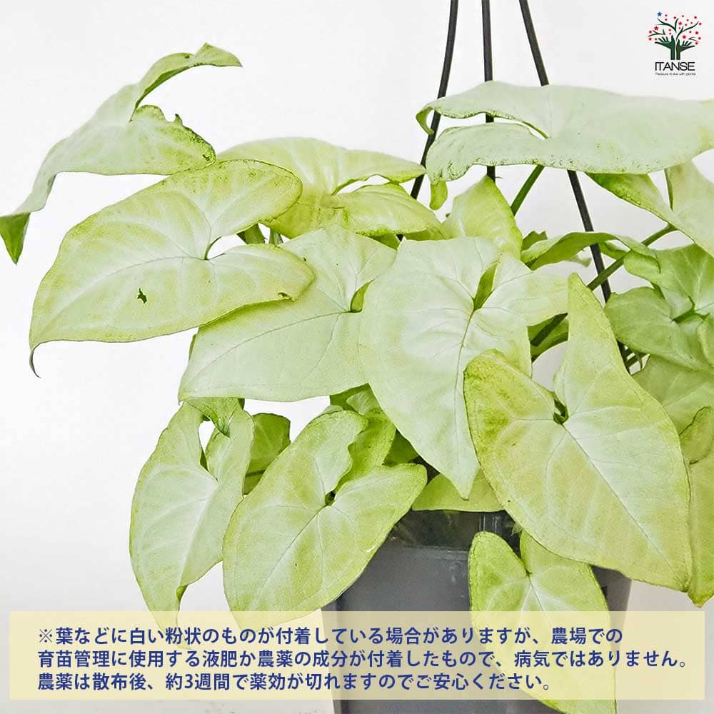 シンゴニューム(シンゴニウム) ホワイトバタフライ 【観葉植物 5
