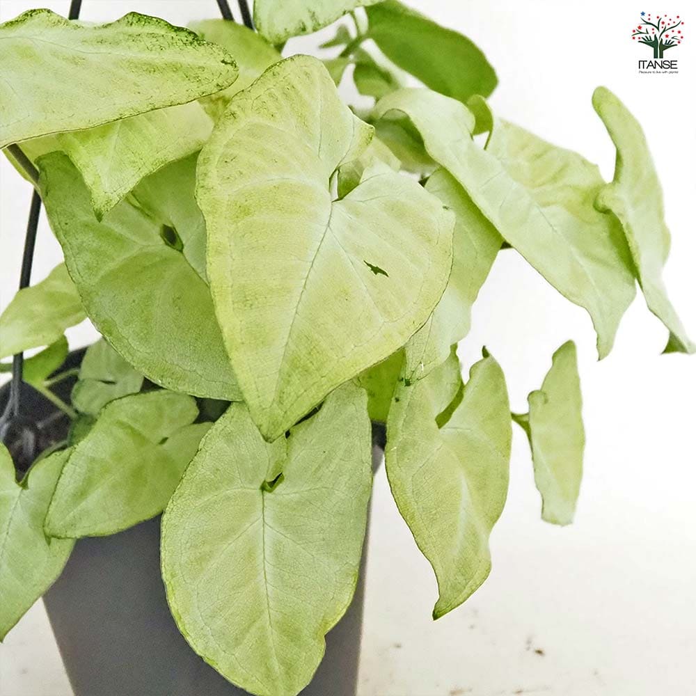 白斑入り　シンゴニウム　抜き苗　観葉植物　シンゴニューム　限定品！ シンゴニューム(シンゴニウム) ホワイトバタフライ 【観葉植物 5