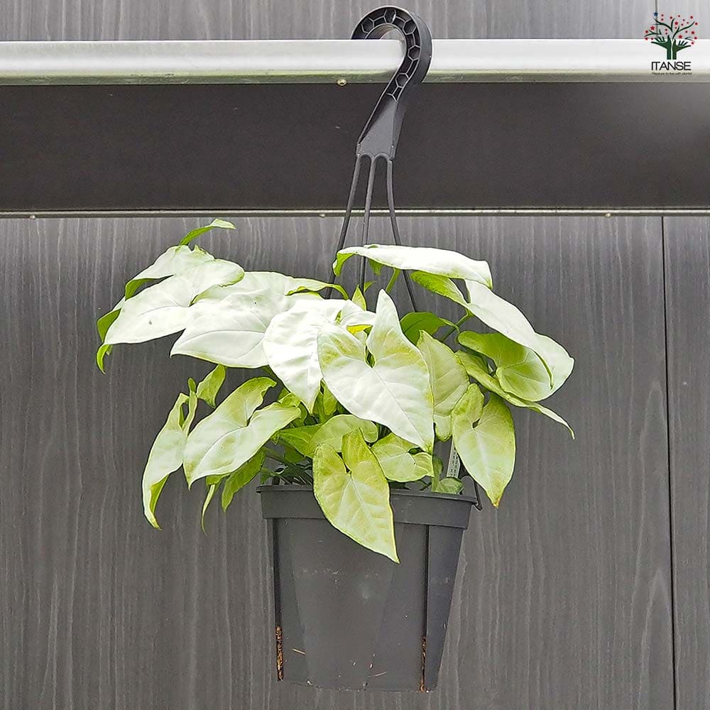 白斑入り　シンゴニウム　水耕　抜き苗　観葉植物　シンゴニューム 斑入り シンゴニウム シュリンクハート 3〜3.5号ポット苗 シンゴ